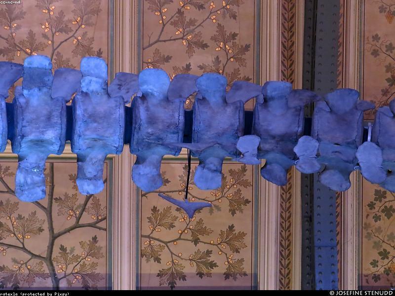 آموزش تکامل در مدارس ایران